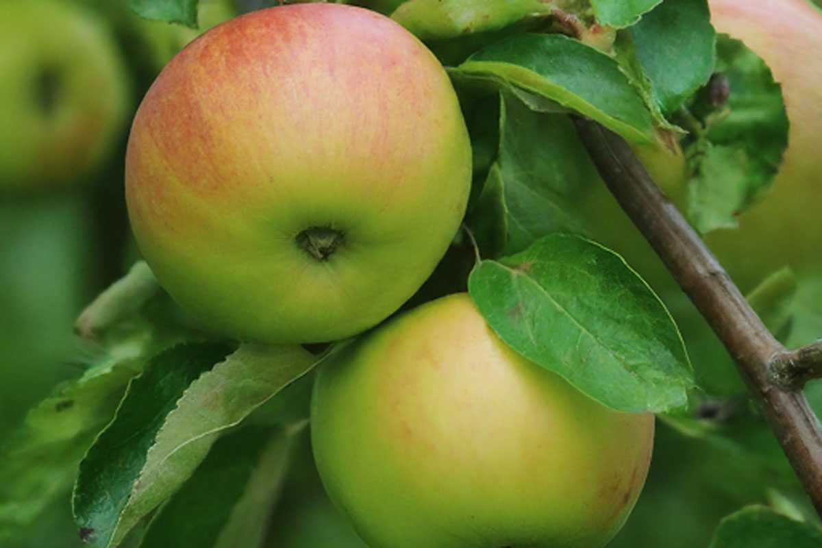 Больше не красим стволы деревьев осенью — замотали этим материалом, перезимовали