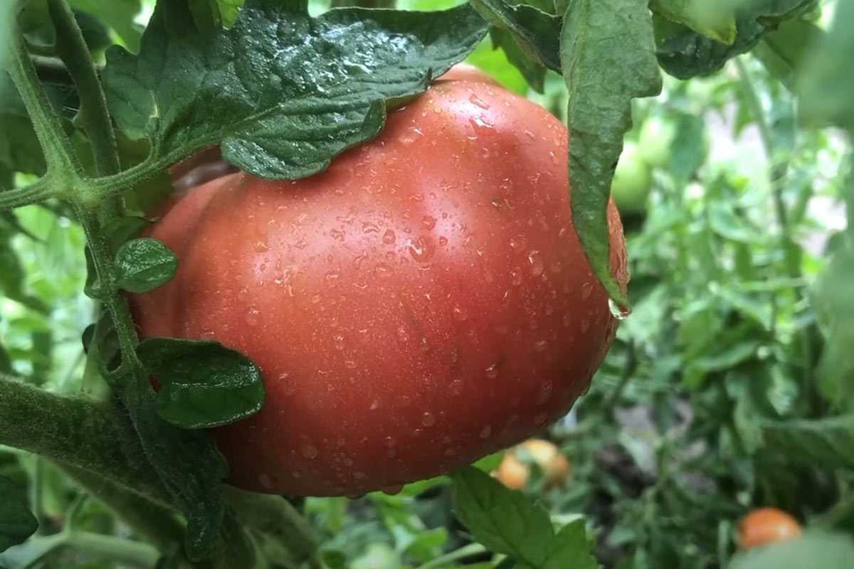 Назван лучший сорт томатов на 2026 год: помидоры мясистые и сладкие — семена скупают первыми