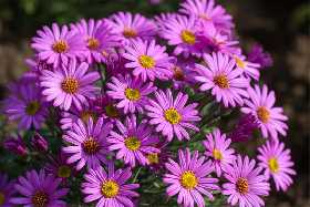 Букет от тайного поклонника лишил уфимку 1 млн рублей