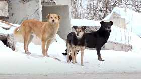 В Башкирии сократили расходы на отлов животных. Теперь они чаще нападают на людей