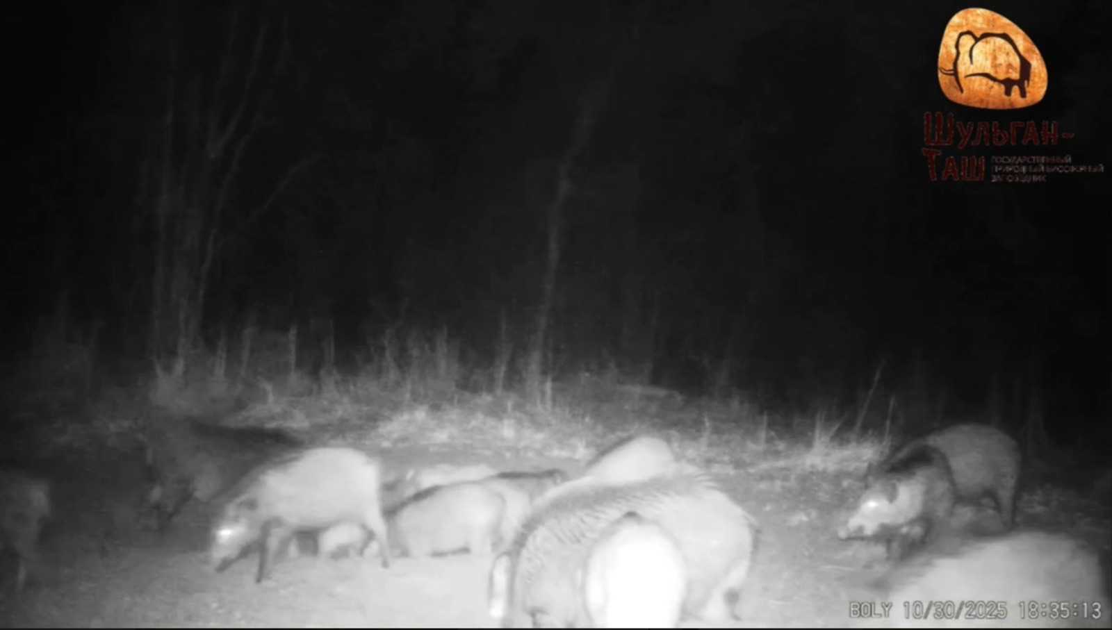 В заповеднике «Шульган-Таш» фотоловушки засняли семьи диких кабанов