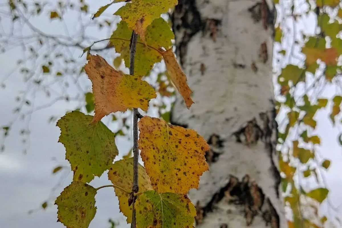 В Башкирии резко потеплеет
