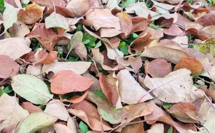 Зима отменяется: в Башкирию неожиданно возвратится осеннее тепло