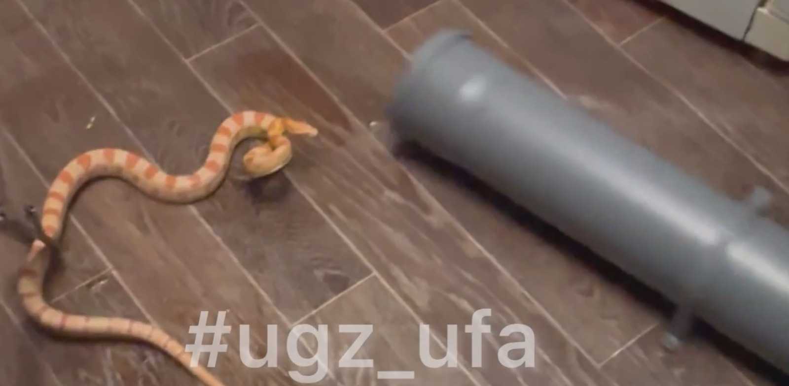 Метровый полоз заполз в квартиру жительницы Уфы
