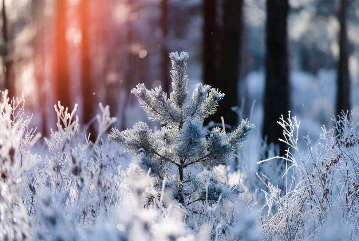 Морозы до -27°C придут в Башкирию в первые выходные года