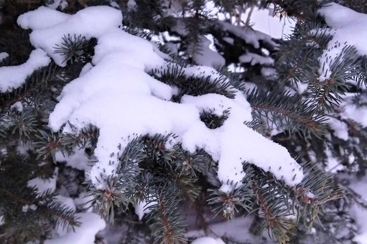 В Башкирии 20 января потеплеет до -7 градусов и пойдет снег