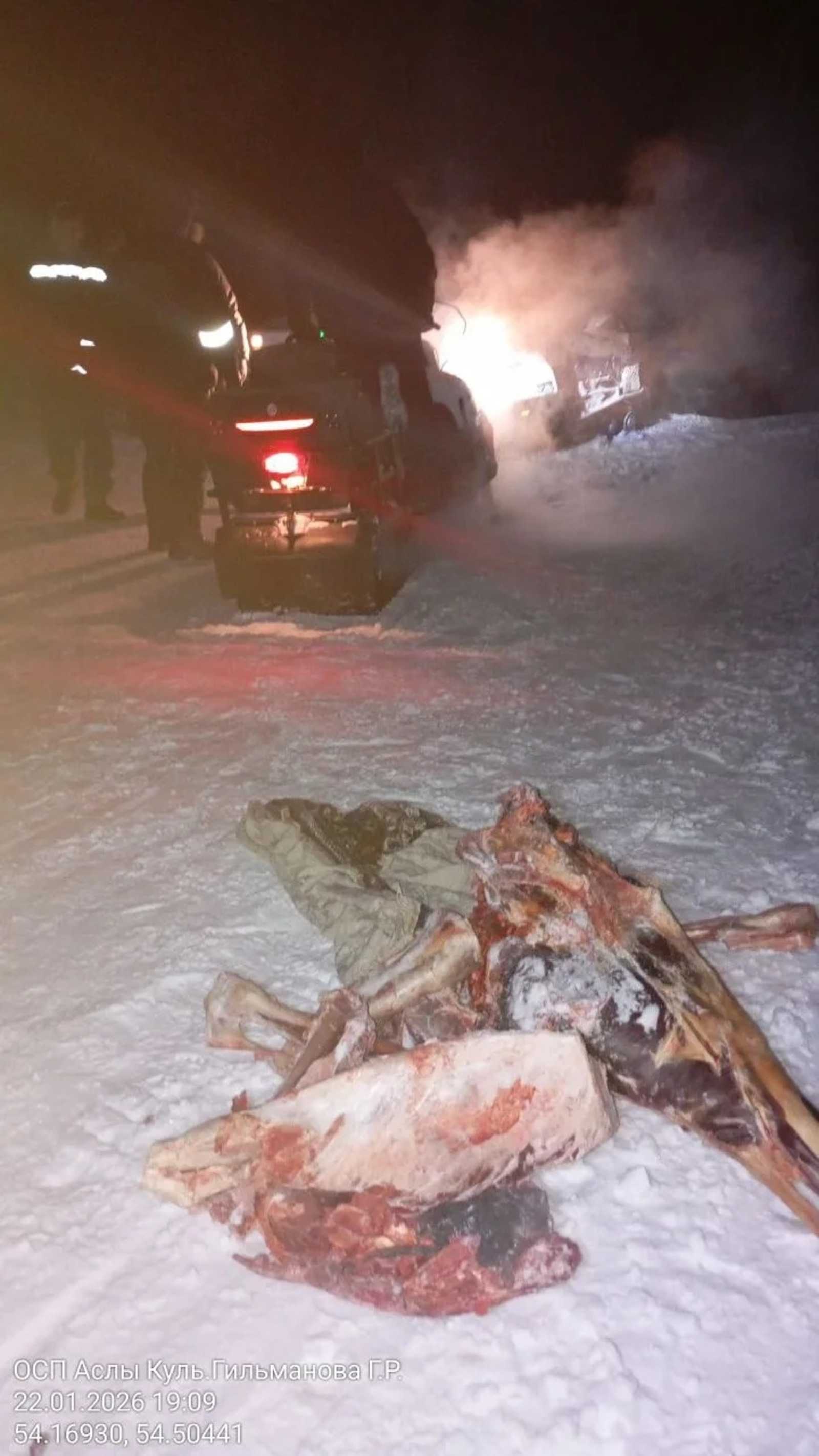 В Башкирии браконьер добыл лося на территории заповедника