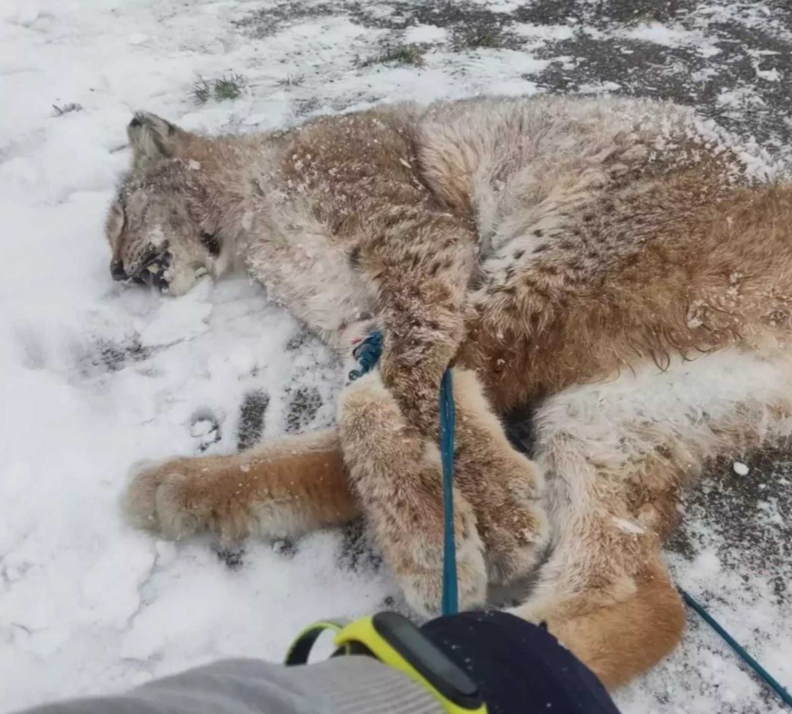 В спортцентре «Уфимский сокол» в Башкирии ввели карантин по бешенству