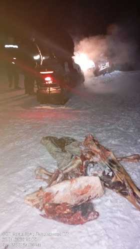 В Башкирии браконьер добыл лося на территории заповедника