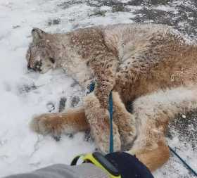 В спортцентре «Уфимский сокол» в Башкирии ввели карантин по бешенству