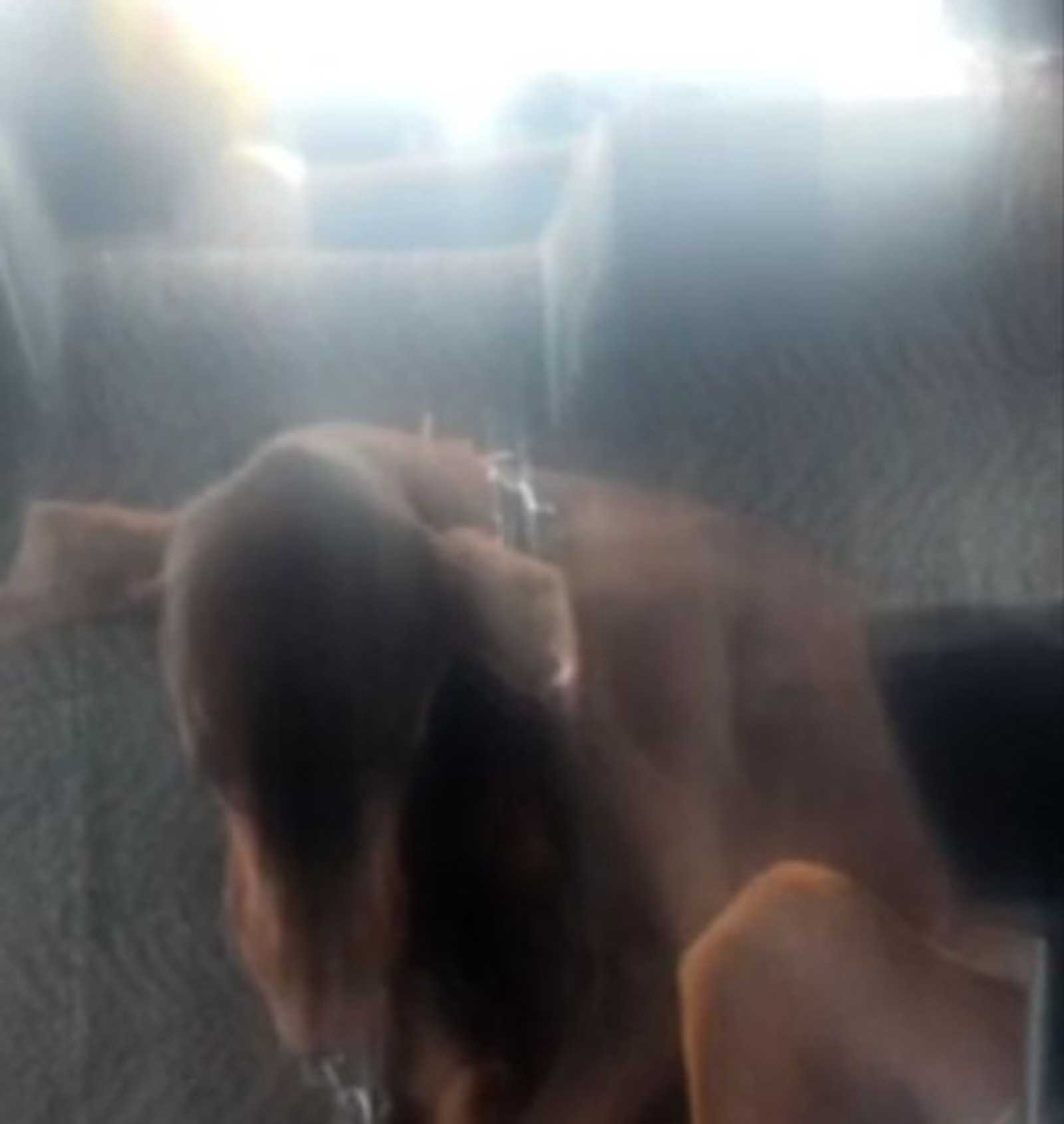 Жительница Уфы спасла истощенного добермана, оставленного у забора с лекарствами