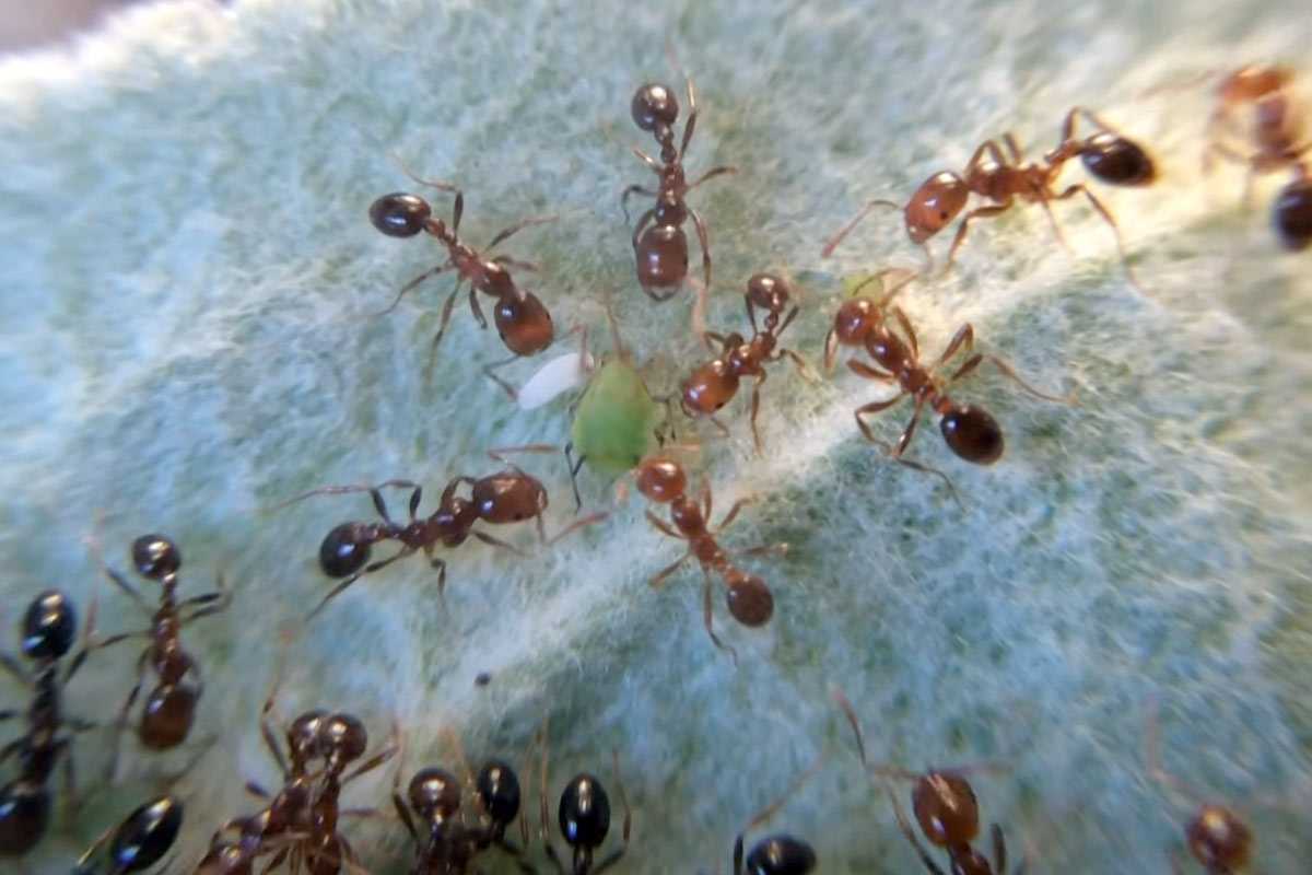 Избавьтесь от садовых муравьев: эффективное средство