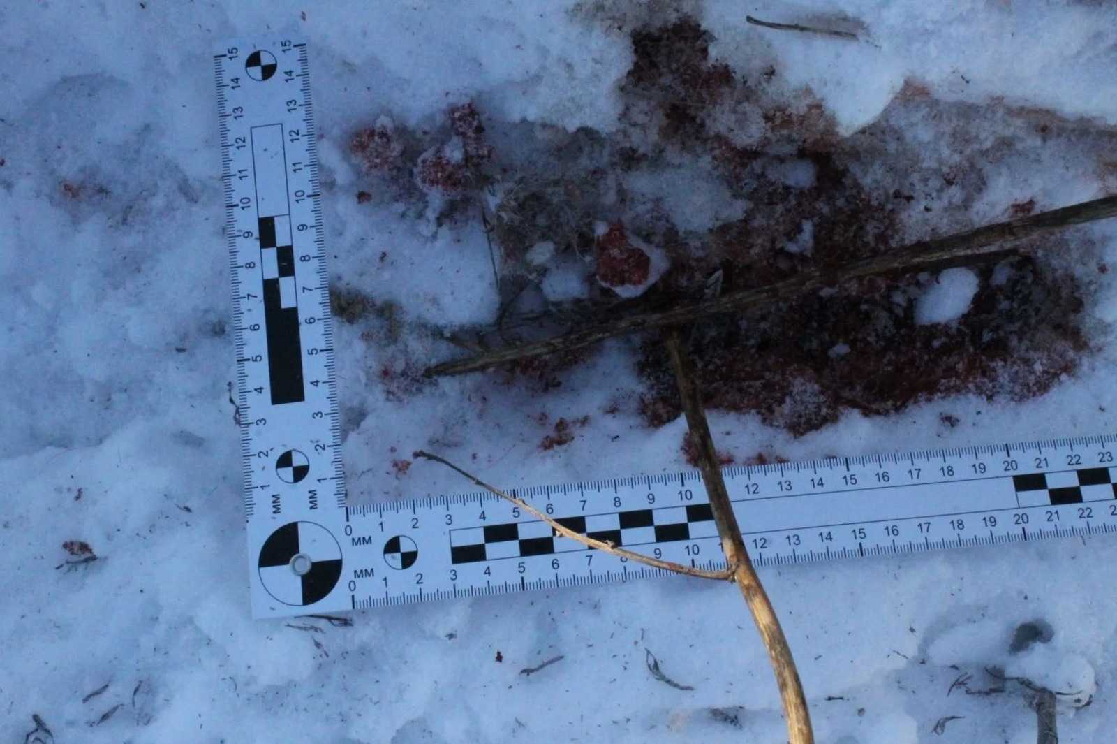 120 тысяч рублей ущерба: в Башкирии разыскивают браконьера, отстрелившего косулю