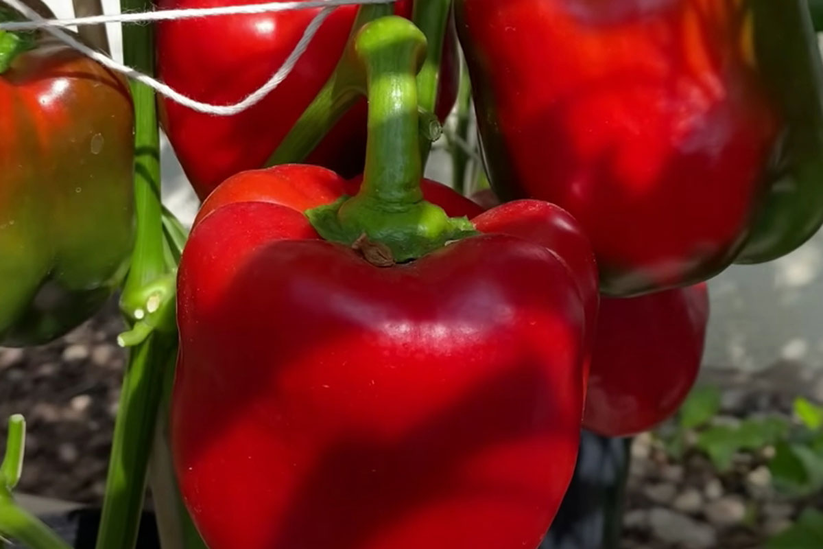 Огромный урожай вкуснейших перцев: этот сорт покорил дачников