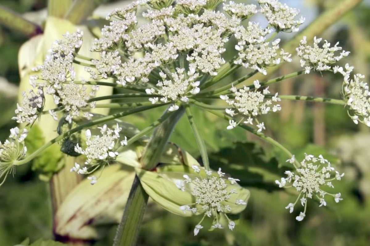 Башкирия объявила войну борщевику: владельцев участков обяжут уничтожать опасные растения