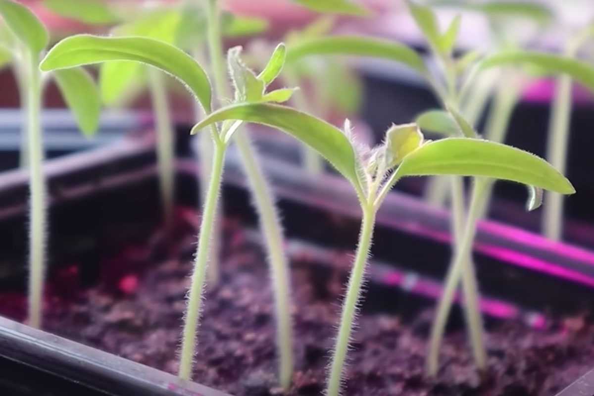 Помидоры сажайте строго в этот день: быстрые всходы обеспечены